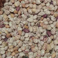 لوبیا چیتی