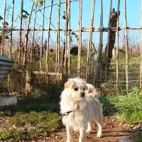 سگ پاکوتاه ماده|سگ|چاف و چمخاله, |دیوار