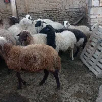 16گوسفند جوان برای نگهداری|حیوانات مزرعه|خوی, |دیوار