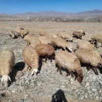 ۵۰ راس میش داشتی زاییده مایه کرده جون