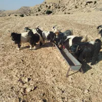 بیگ دوبوری داشتی