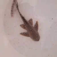 ماهی شیشه شور (کت فیش)