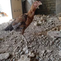 مرغ لاری خروس و خروس مینیاتوری|حیوانات مزرعه|برخوار, |دیوار