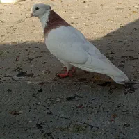 کبوتر طوقی