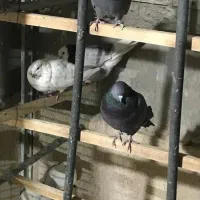 کبوتر تهرانی|پرنده|تهران, زرکش|دیوار