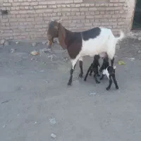 بز پاکستانی|حیوانات مزرعه|تربت جام, کشتارگاه|دیوار