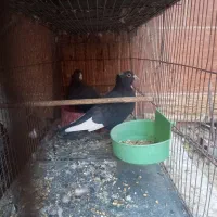 کبوتر سیاه پلنگ کلایی|پرنده|کرمان, |دیوار