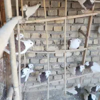 کبوتر طوقی|پرنده|یزد, |دیوار