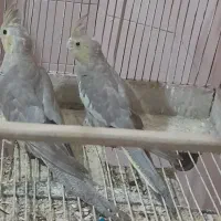 دو عدد عروس هلندی ۲ ماهه|پرنده|کرج, حصارک بالا|دیوار