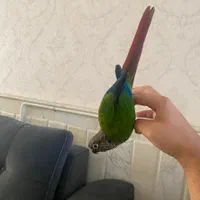 طوطی گرینچیک فول دستی سخنگو