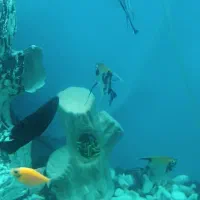 ماهی انجل|ماهی|قم, صدوق|دیوار