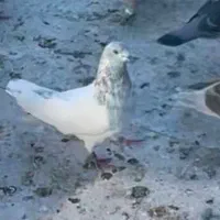 کل دم الماسی