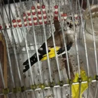 سهره سرسیاه