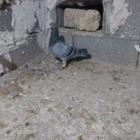 ۳تا کفتر صید