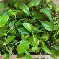 پیچک پوتوس،سانسوریا پابلند