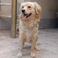 پاپی نر|سگ|تربت جام, خیرآباد|دیوار