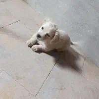 توله شیتزو|سگ|سبزوار, میدان بار|دیوار