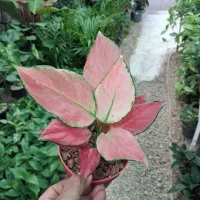 ارکیده دندروبیوم فالانوپسیس وانیل البوکا اسپیرالیس|گل و گیاه طبیعی|مشهد, شهرک صنعتی توس|دیوار