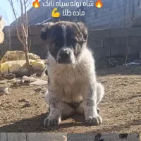 سگ اصیل|سگ|مشهد, الهیه|دیوار