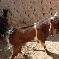 بز نر|حیوانات مزرعه|سراوان, |دیوار