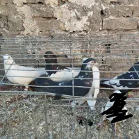 8تا حیون خوب پرشی همش 2|پرنده|گلبهار, نوبهار|دیوار