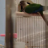 طوطی گرینچیک|پرنده|مشهد, نیروی هوایی|دیوار