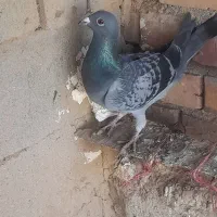 کبوتر|پرنده|میاندوآب, |دیوار