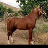 اسب|اسب و تجهیزات اسب‌سواری|خرم‌آباد, |دیوار