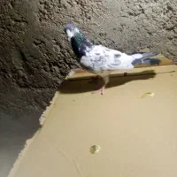 ماده تیدی|پرنده|مسجد سلیمان, |دیوار