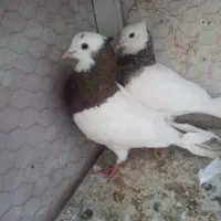 طوقی