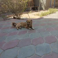 پاپی ماده 8ماهه|سگ|مشهد, کوشش|دیوار