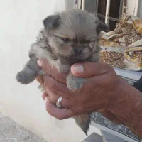 توله سگ پامر خرسی قیمت۱۰ میلیون|سگ|بندرعباس, |دیوار