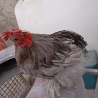 مرغ و خروس کوشین|حیوانات مزرعه|کازرون, |دیوار