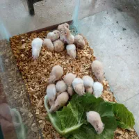 همستر|موش و خرگوش|مشهد, توس (بلوار توس)|دیوار