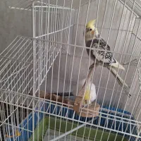 عروس هلندی|پرنده|فولادشهر, مسکن مهر فولادشهر|دیوار