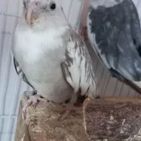 جفت عروس هلندی|پرنده|گرمسار, |دیوار