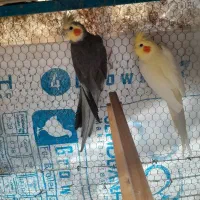 طوطی عروس مولد