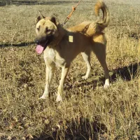 واگذاری سگ سرابی