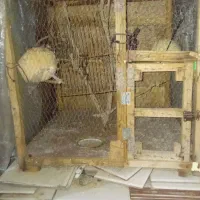 قفس برای جوجه کشی