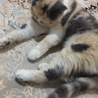 گربه پرشین اگزاتیک|گربه|مشهد, الهیه|دیوار