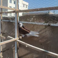 کفتر غریب گیری|پرنده|خاوران, |دیوار