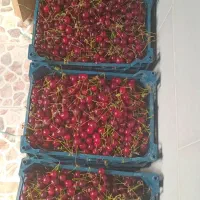 آلبالو مجارستانی