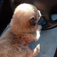 واگذاری فقط به خانوم