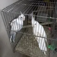 عروس هلندی|پرنده|کرج, اخترآباد|دیوار