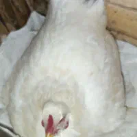 مرغ کرک (کرچ) با ۱۳ تا تخم بوقلمون