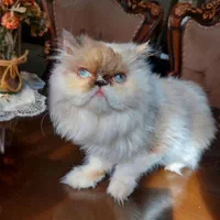 گربه پرشین اصیل ماده