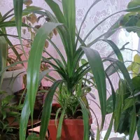 گل های اپارتمانی سرحال