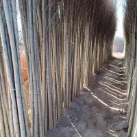 نهالستان عمده و خرده|خدمات باغبانی و درختکاری|سنندج, |دیوار