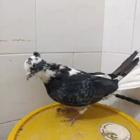 کبوترشاپر|پرنده|چرداول, |دیوار