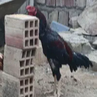 خروس خوب بفروش|حیوانات مزرعه|میناب, |دیوار